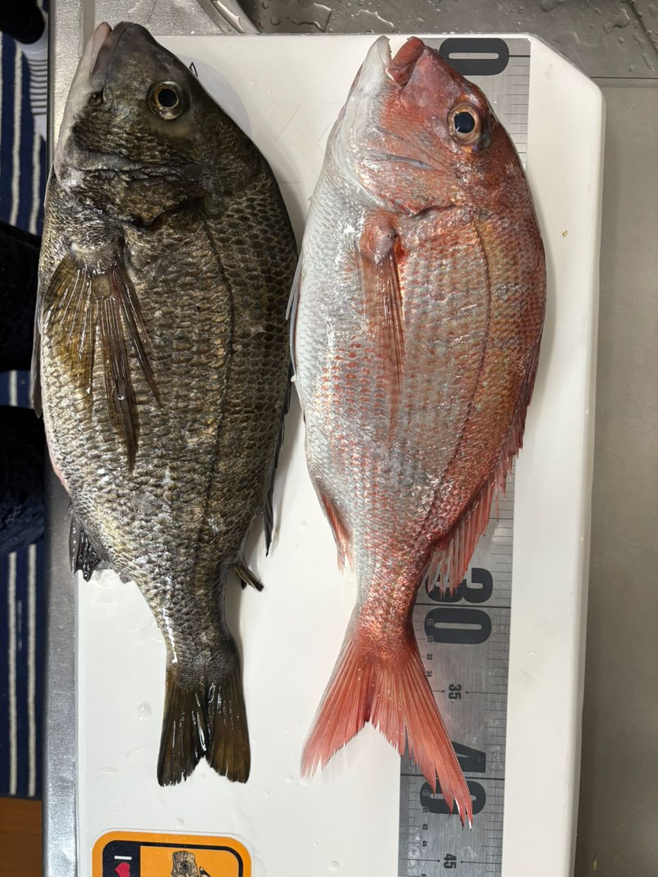 Taa maさんの釣果 2枚目の画像