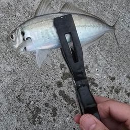 アジ