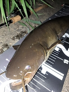 ナマズの釣果