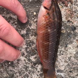 ホシササノハベラ