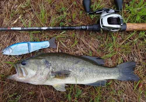 ブラックバスの釣果