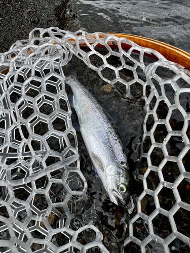 ヒメマスの釣果