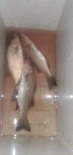 セイゴ（ヒラスズキ）の釣果