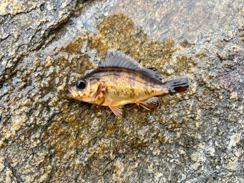 アカメバルの釣果