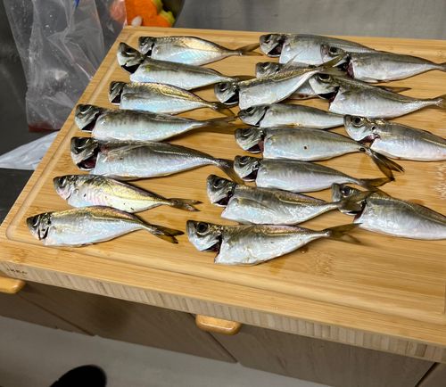アジの釣果