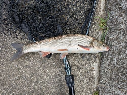 マルタウグイの釣果