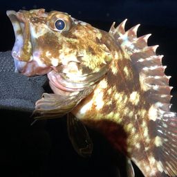 カサゴ