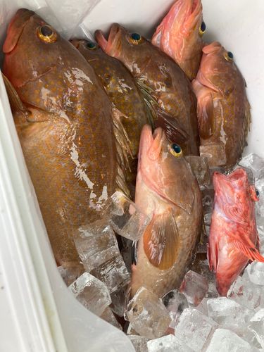 アコウの釣果