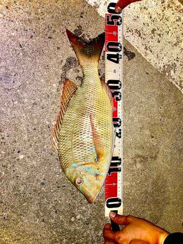 タマンの釣果