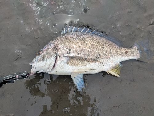 キビレの釣果