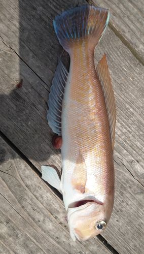 シロアマダイの釣果