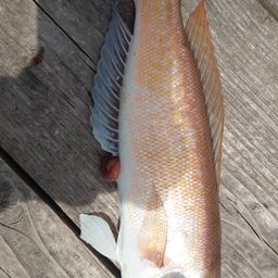シロアマダイ