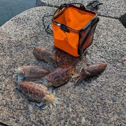 コウイカ