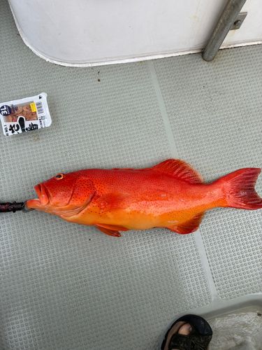 アカジンミーバイの釣果