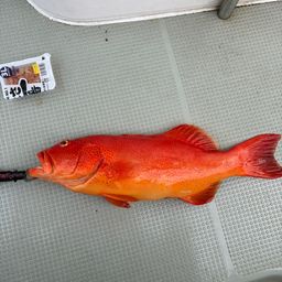 アカジンミーバイ