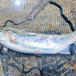 レインボートラウト