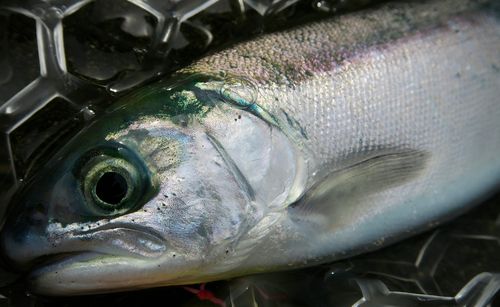 ヒメマスの釣果