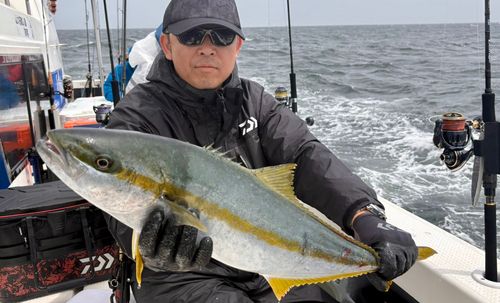 ヒラマサの釣果