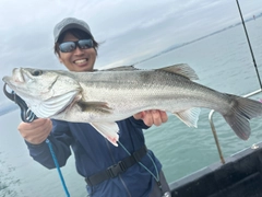スズキの釣果