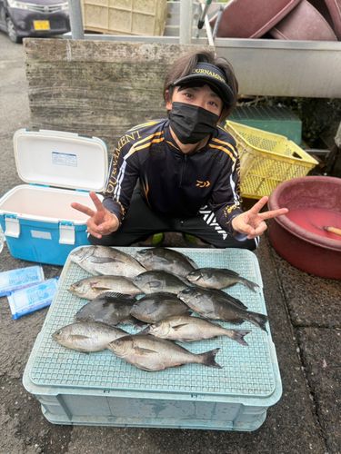 イサキの釣果