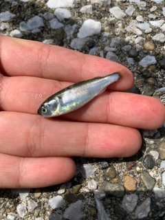 ボラの釣果