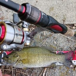 スモールマウスバス