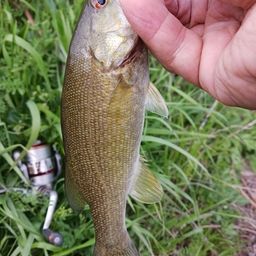 スモールマウスバス