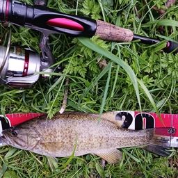 スモールマウスバス