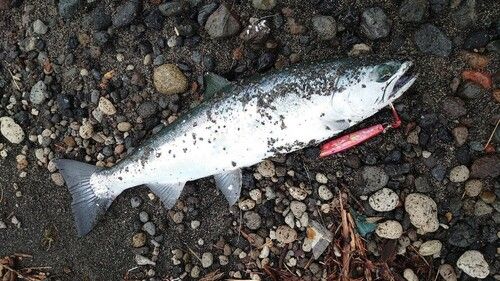 サクラマスの釣果