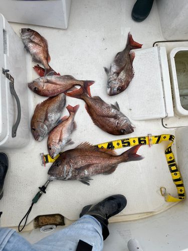 マダイの釣果