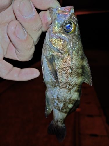 メバルの釣果