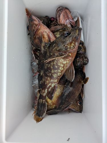 カサゴの釣果