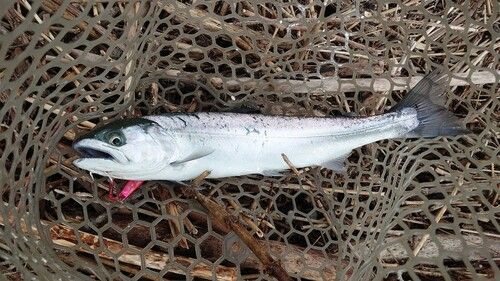 サクラマスの釣果