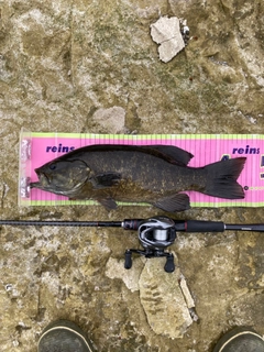 スモールマウスバスの釣果