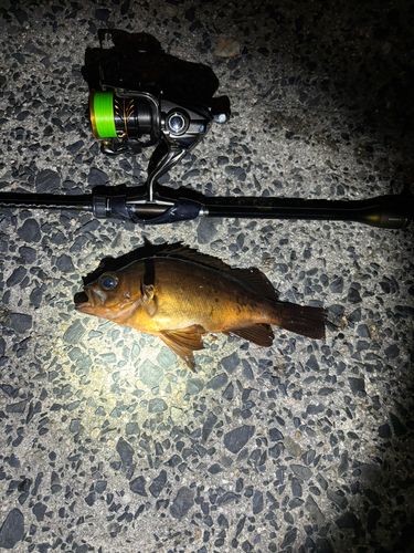 アカメバルの釣果