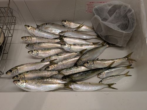 カタボシイワシの釣果