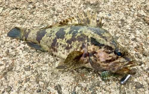 タケノコメバルの釣果