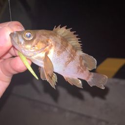 メバル