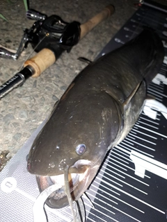 ナマズの釣果