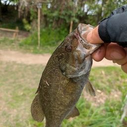 スモールマウスバス