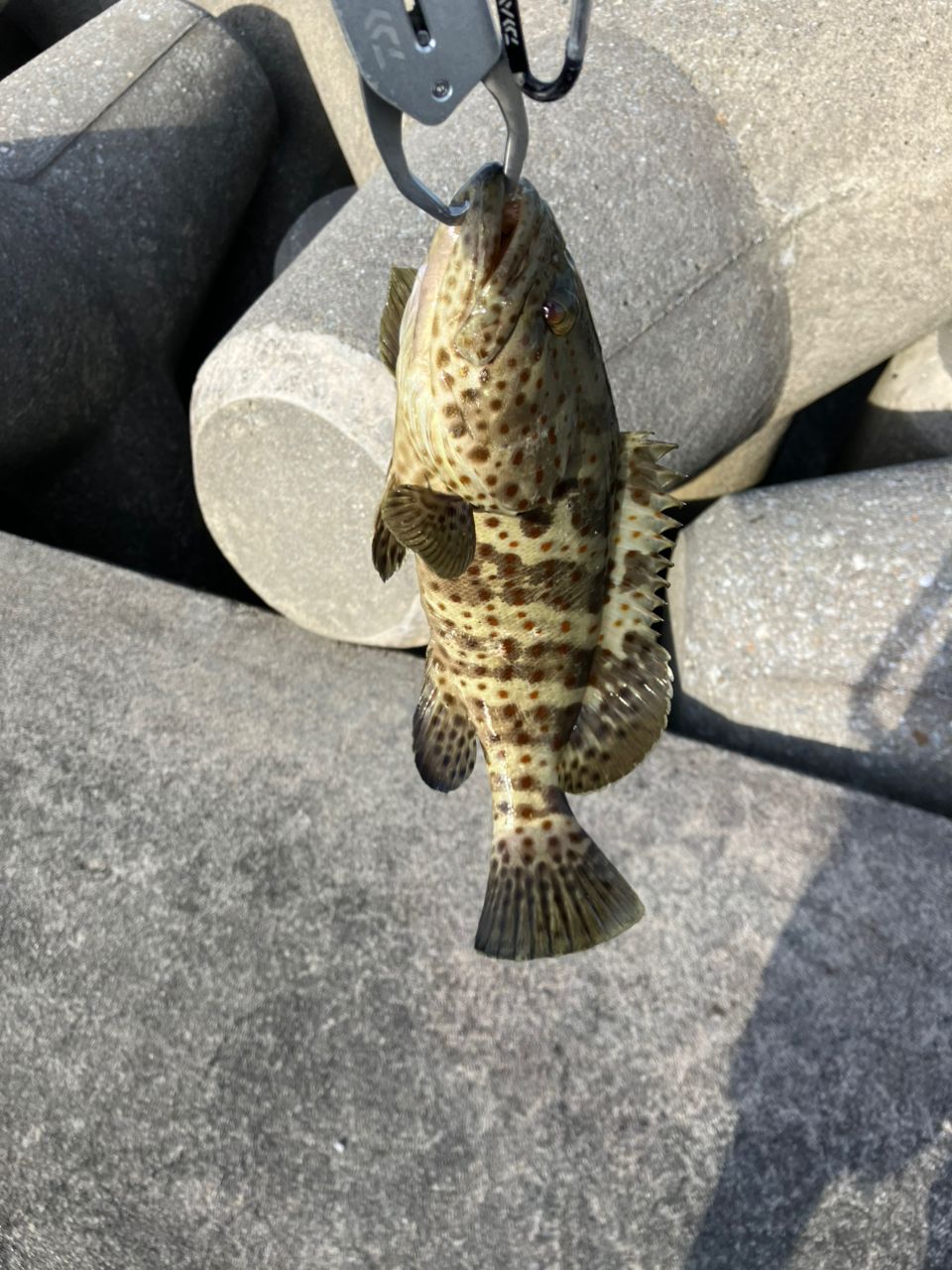 チャイロマルハタ