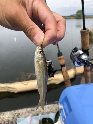 ホンモロコの釣果