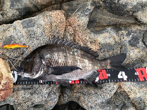 クロダイの釣果