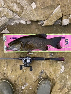 スモールマウスバスの釣果