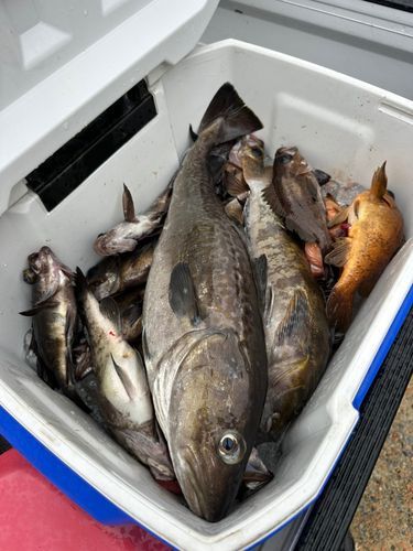 タラの釣果
