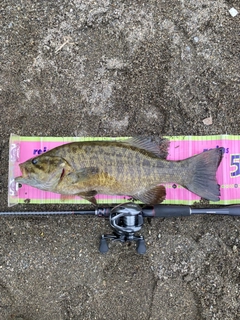 スモールマウスバスの釣果
