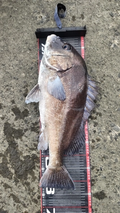 コショウダイの釣果