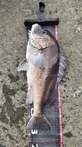 コショウダイの釣果