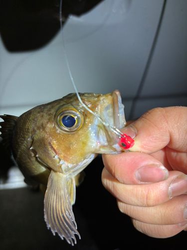 エゾメバルの釣果