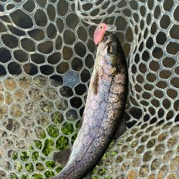 レインボートラウト